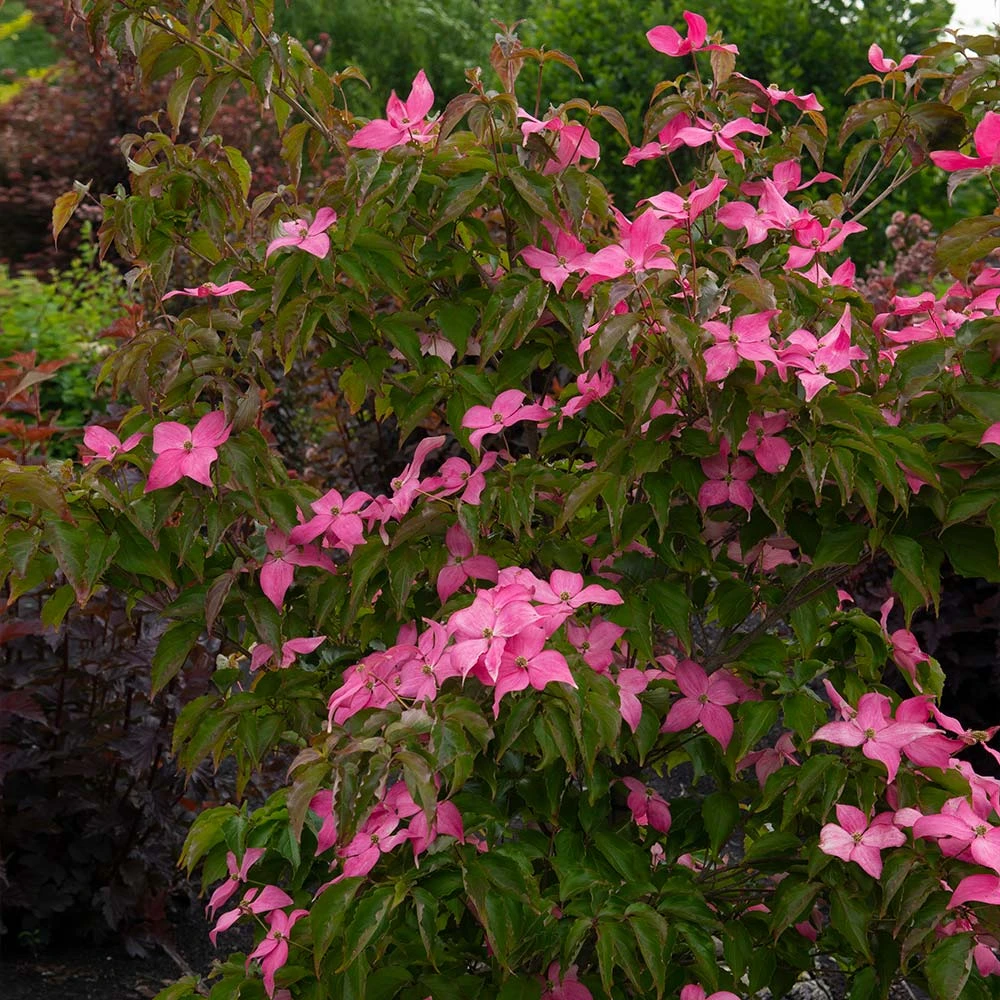 Scarlet Fire® Dogwood Tree - Image 3
