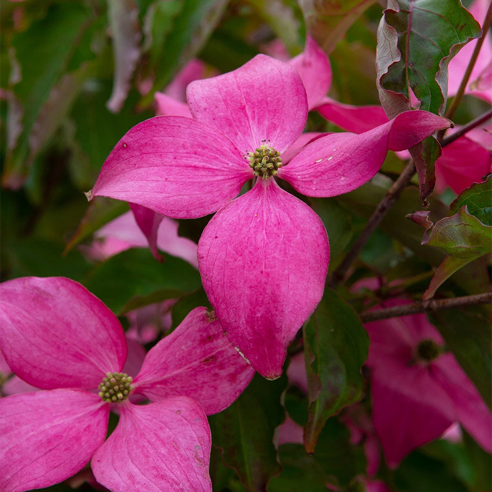 Scarlet Fire® Dogwood Tree - Image 2