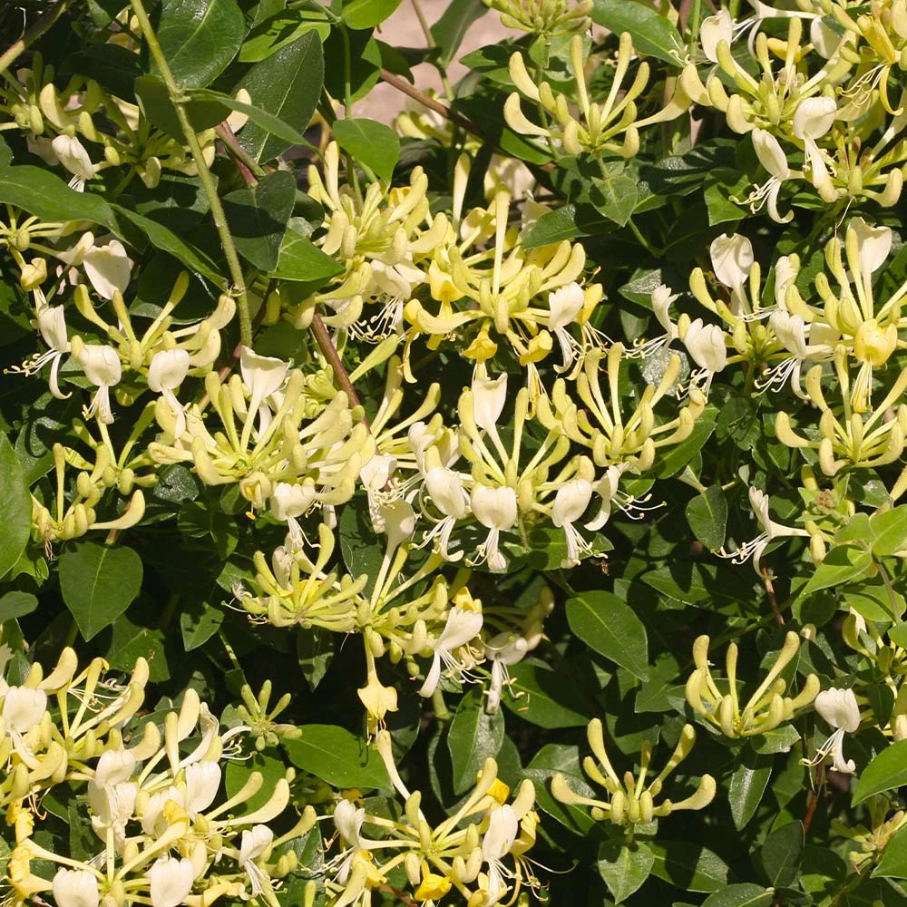 'Scentsation' Honeysuckle Vine - Image 2