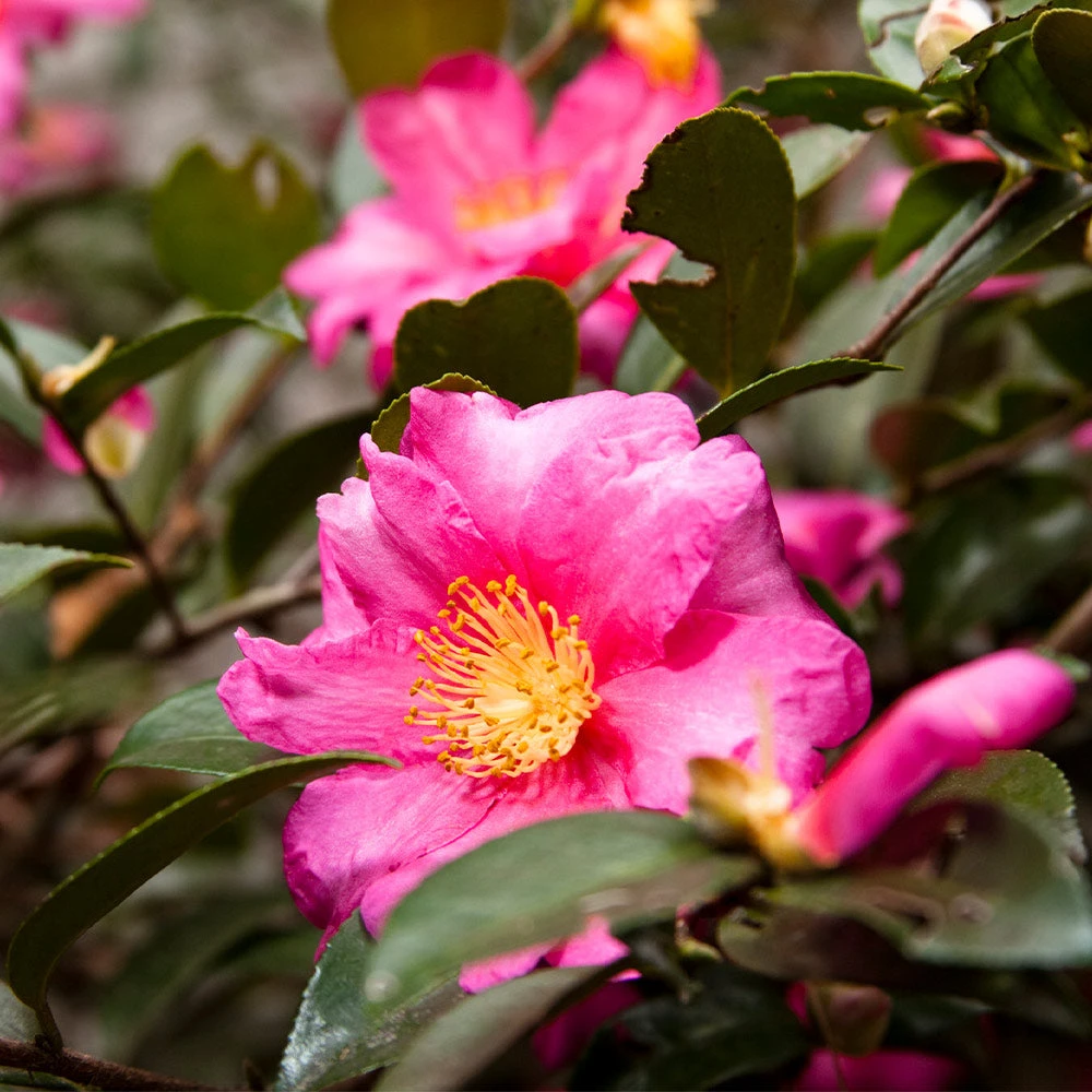 Camellia 'Shi-Shi Gashira' Shrub - Image 2