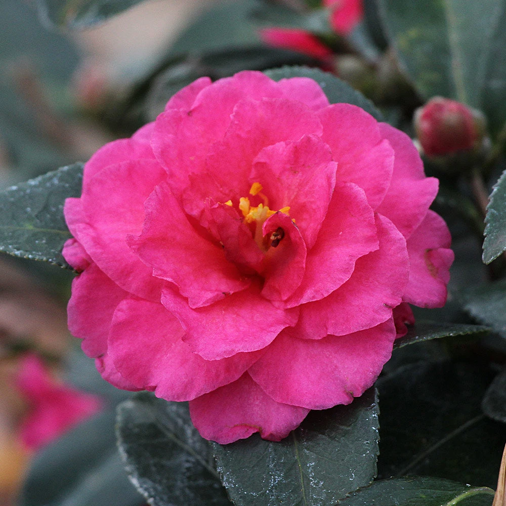 Camellia 'Shi-Shi Gashira' Shrub - Image 4