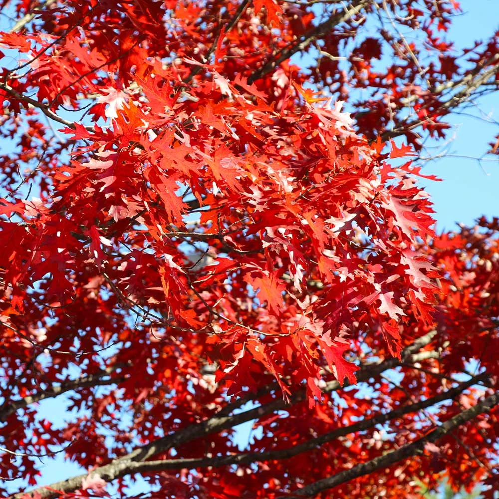 Shumard Oak Tree - Image 4