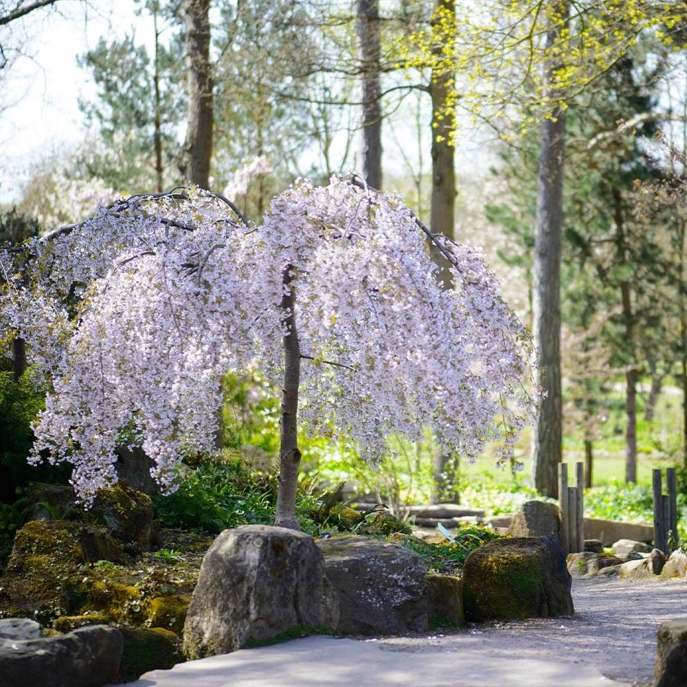 Snow Fountains® Weeping Cherry Tree - Image 5