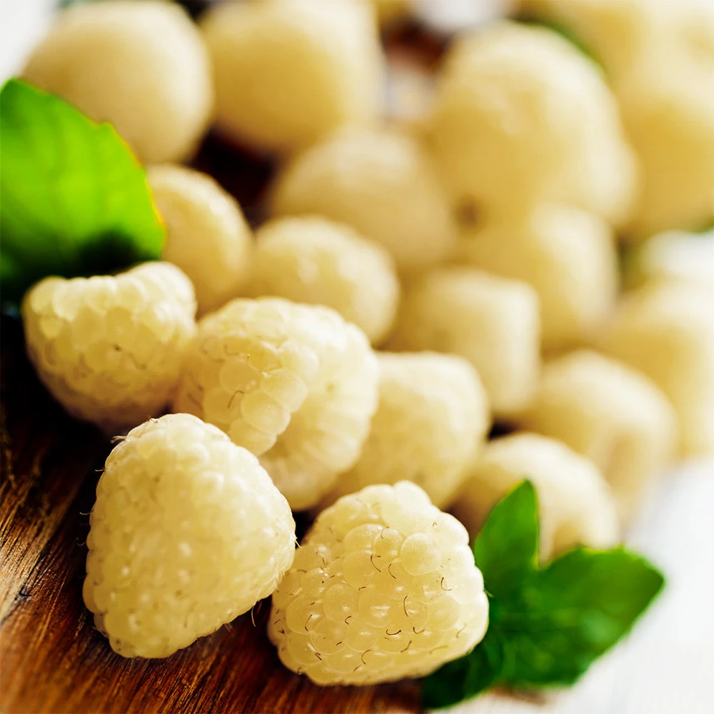 Snowbank White Blackberry Bush - Image 2