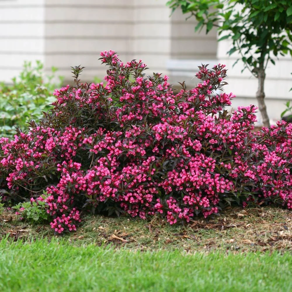 Spilled Wine® Weigela Shrub - Image 3