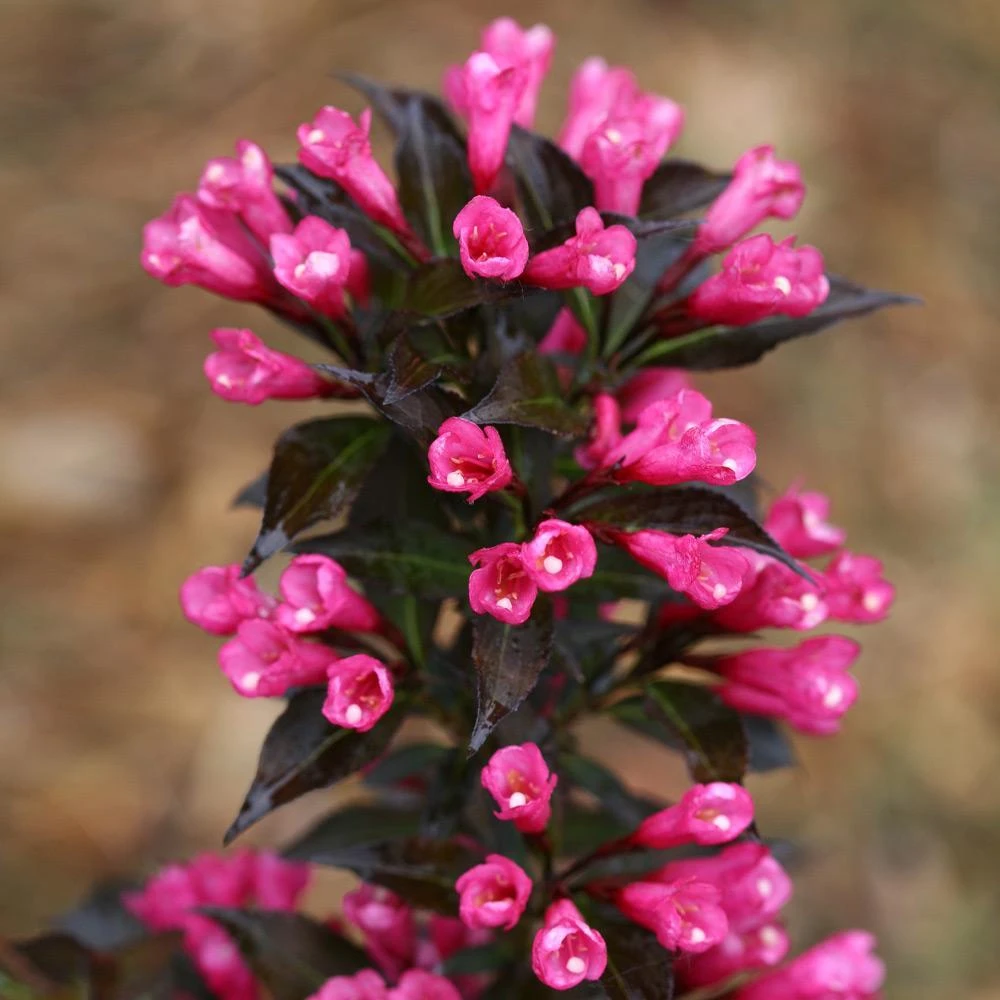Spilled Wine® Weigela Shrub - Image 4