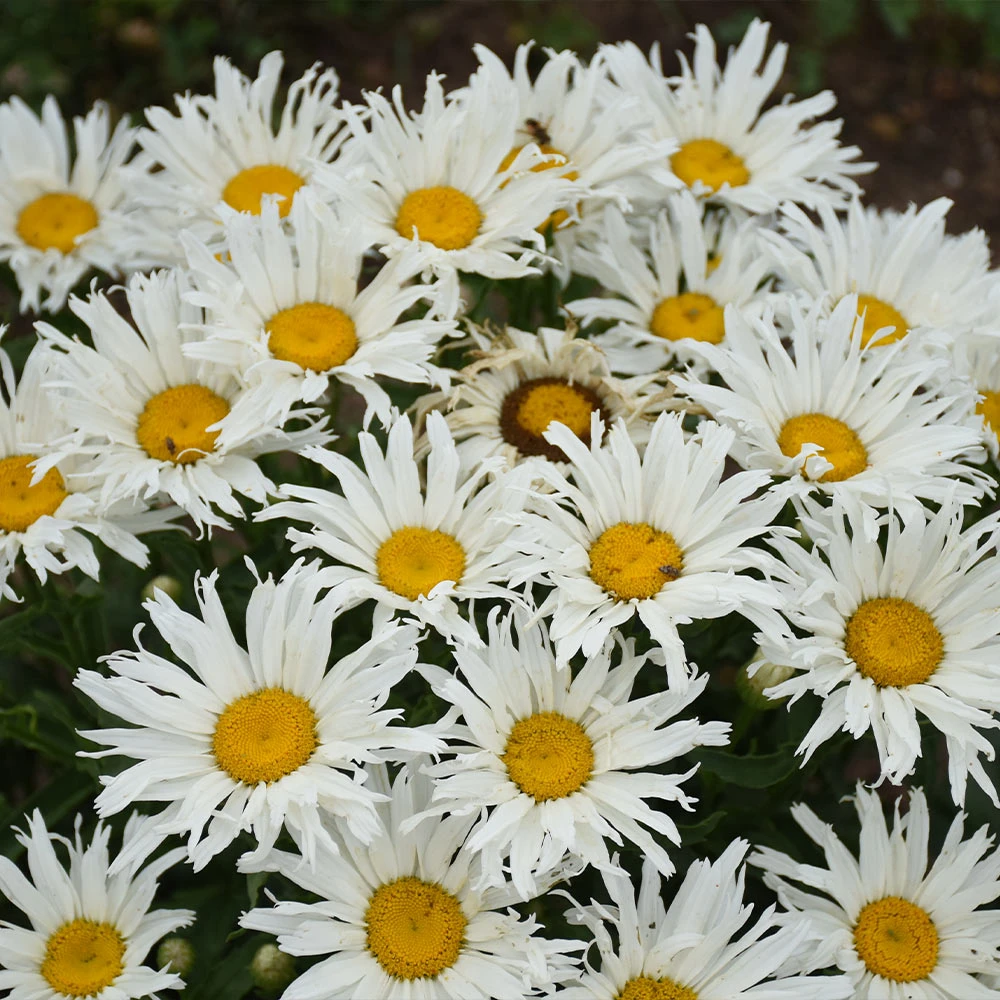 Amazing Daisies® ‘Spun Silk’ Shasta Daisy - Image 5