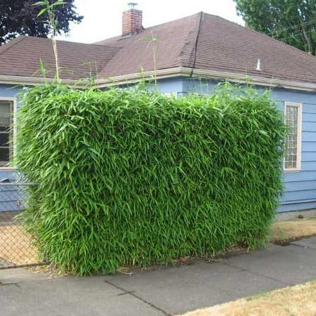 Sunset Glow Bamboo - Image 3