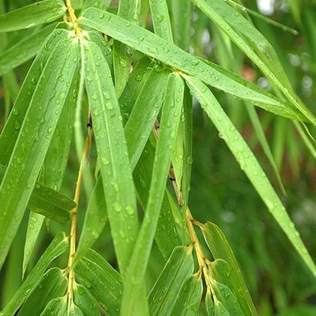 Sunset Glow Bamboo - Image 2