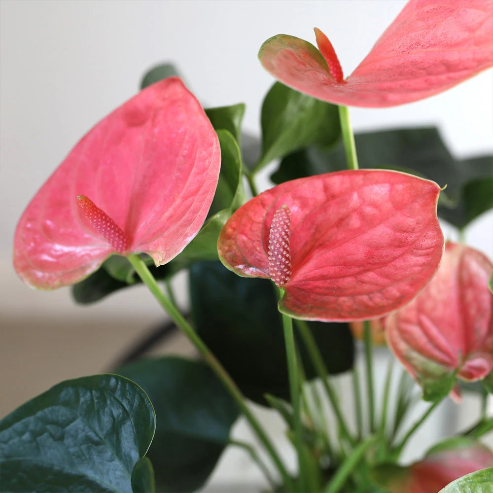 Pink Anthurium - Image 4