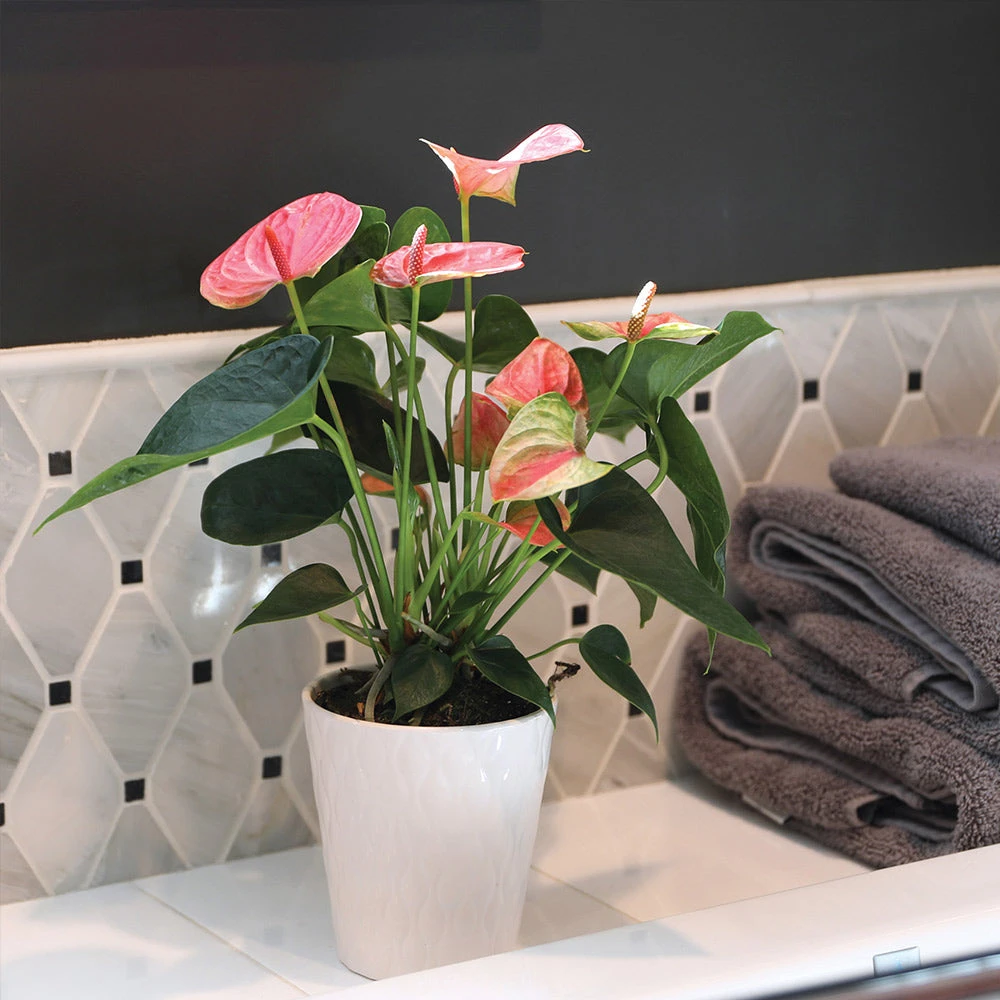 Pink Anthurium - Image 5