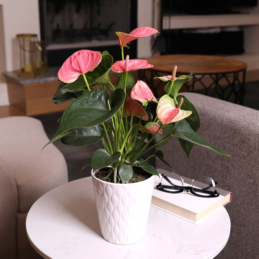 Pink Anthurium - Image 2