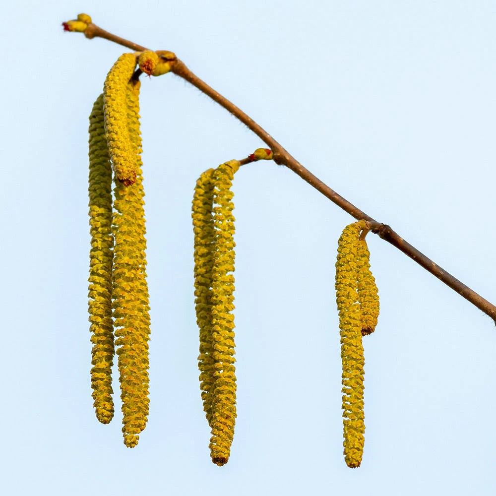 Theta Filbert Hazelnut - Image 5