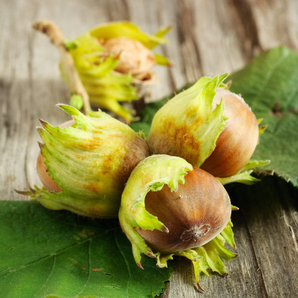 Theta Filbert Hazelnut - Image 4