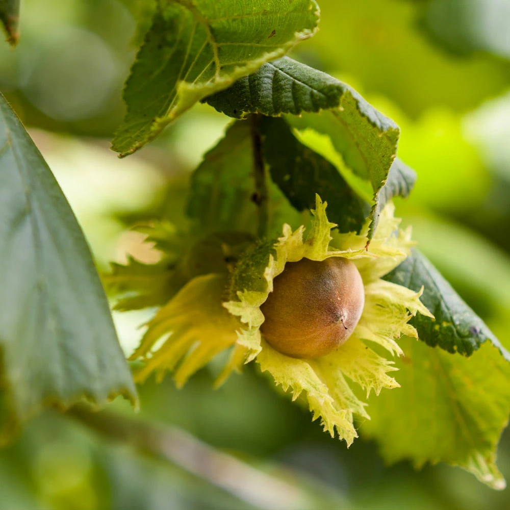 Theta Filbert Hazelnut - Image 2