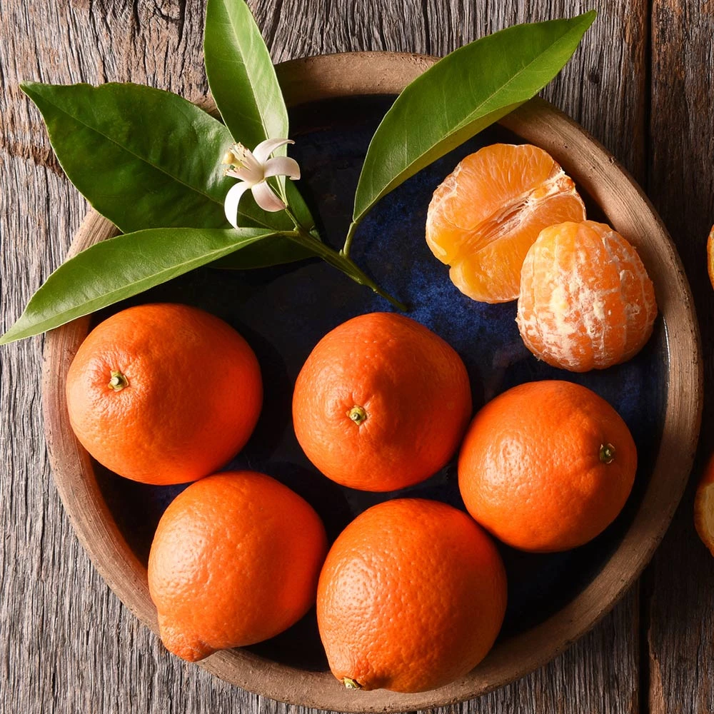 Tangelo Tree - Image 4