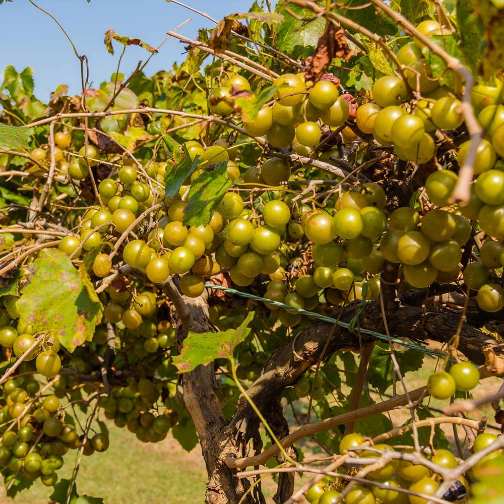 Tara Scuppernong Grape - Image 3