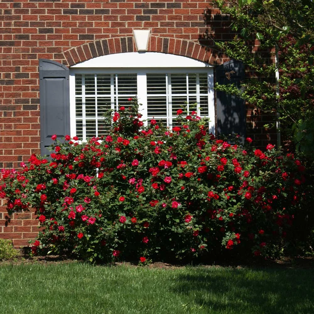 The Grand Champion™ Rose - Image 3