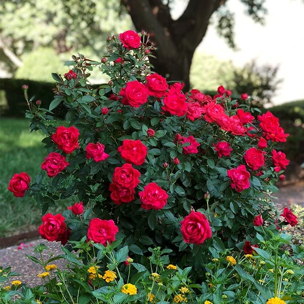 The Grand Champion™ Rose