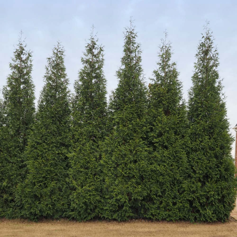 Junior Giant Thuja Tree - Image 3