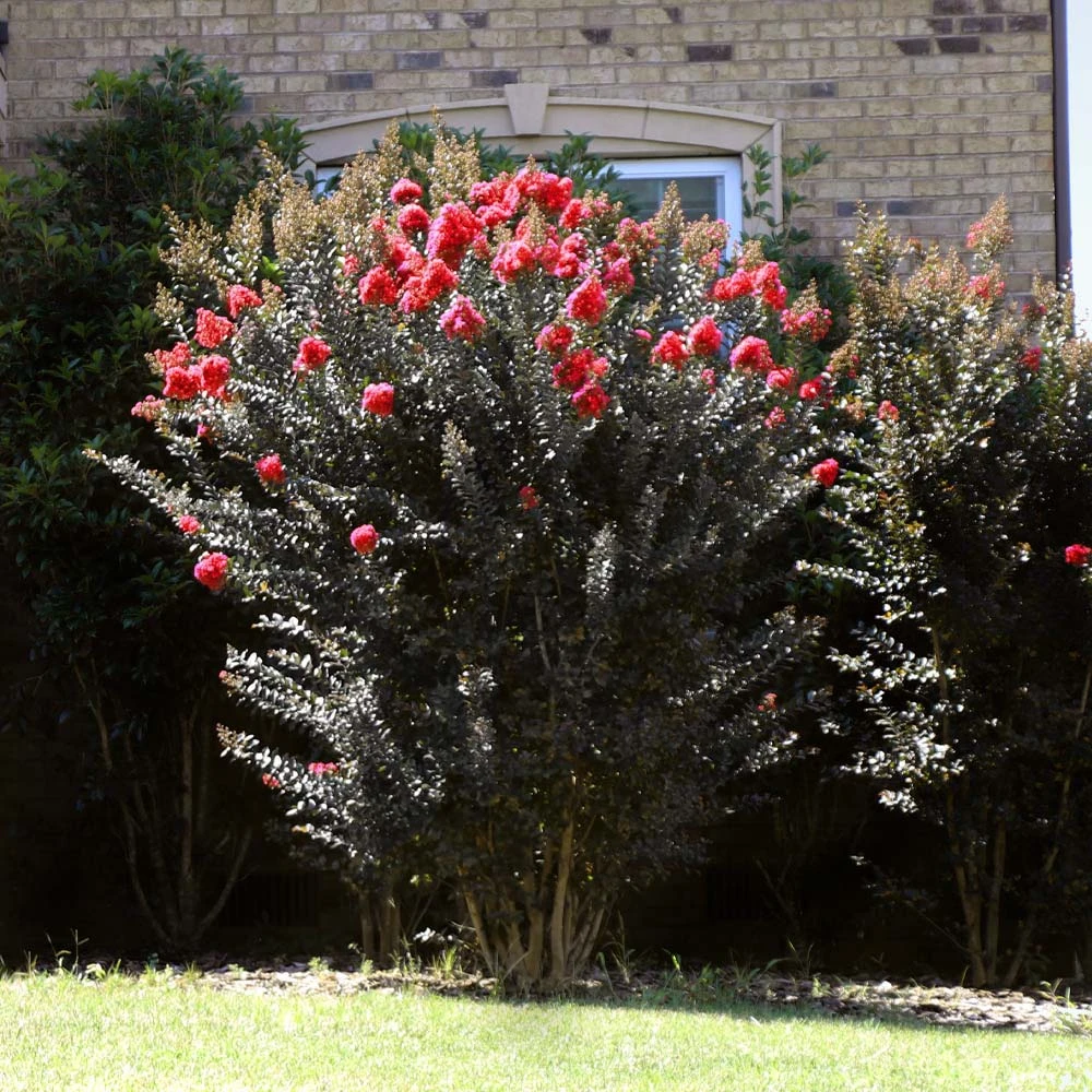 Thunderstruck™ Coral Boom™ Crape Myrtle Tree - Image 4