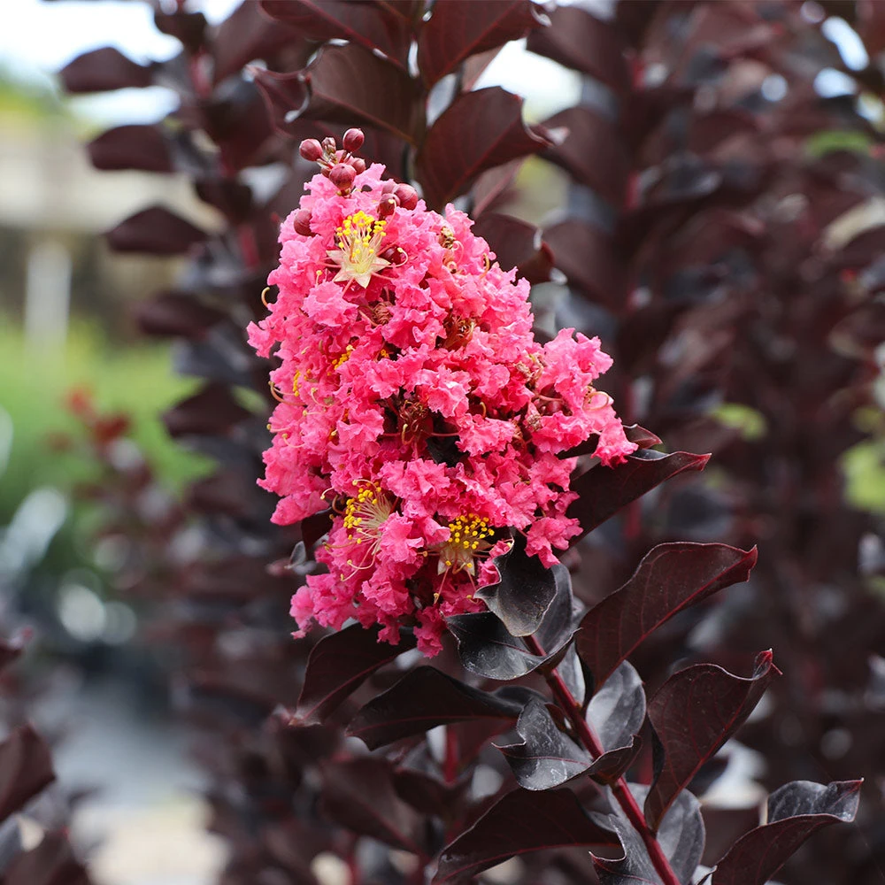 Thunderstruck™ Coral Boom™ Crape Myrtle Tree - Image 2