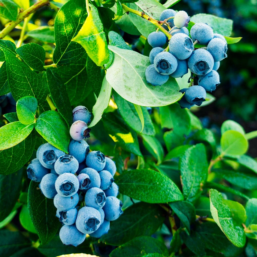 Tifblue Blueberry Bush - Image 3