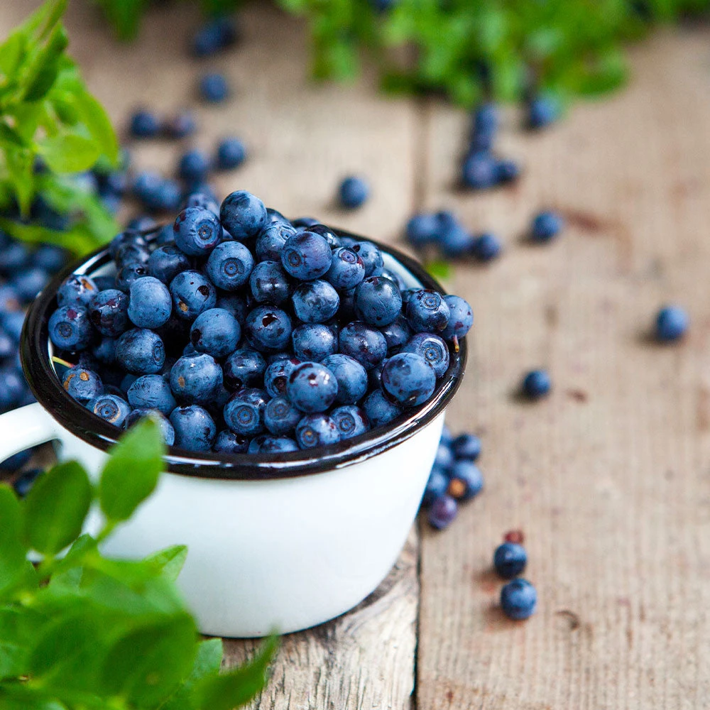 Tifblue Blueberry Bush - Image 2