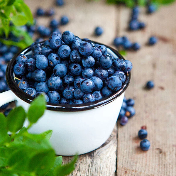 Tifblue Blueberry Bush