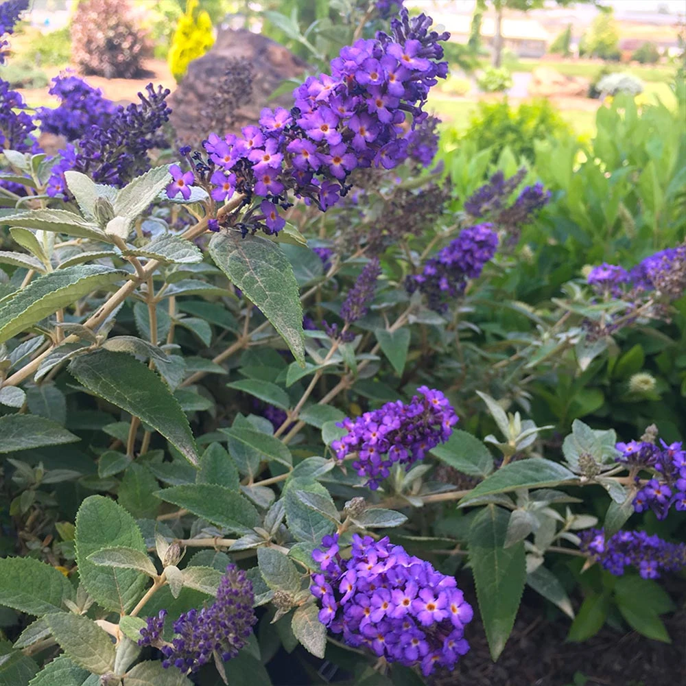 True Blue Butterfly Bush (Tree Form) - Image 2