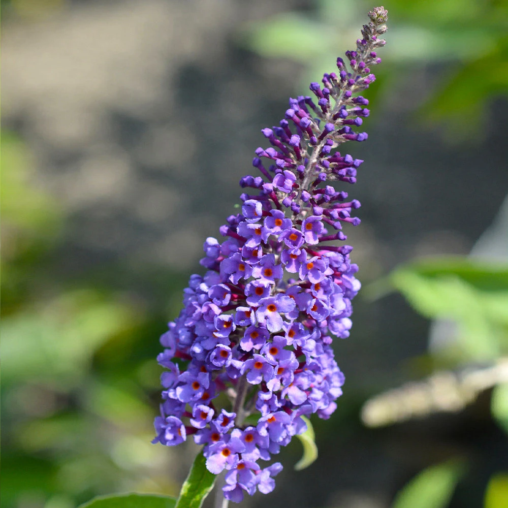 True Blue Butterfly Bush (Tree Form) - Image 5