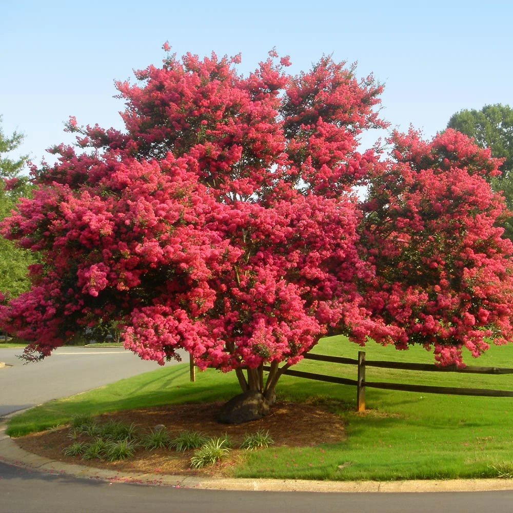 Tuscarora Crape Myrtle - Image 2