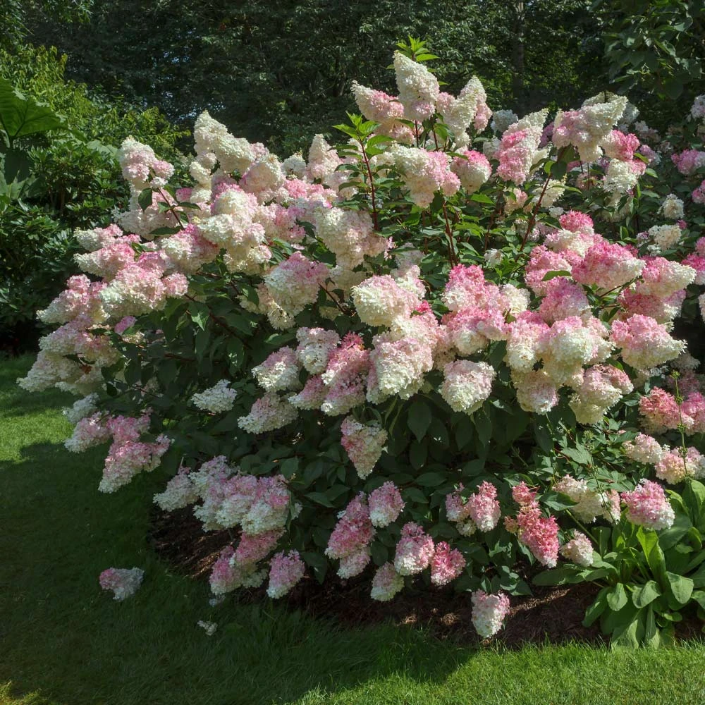 Vanilla Strawberry™ Hydrangea Shrub - Image 2