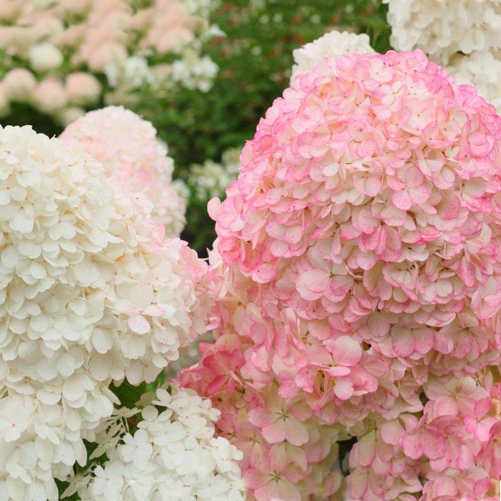 Vanilla Strawberry™ Hydrangea Shrub - Image 3