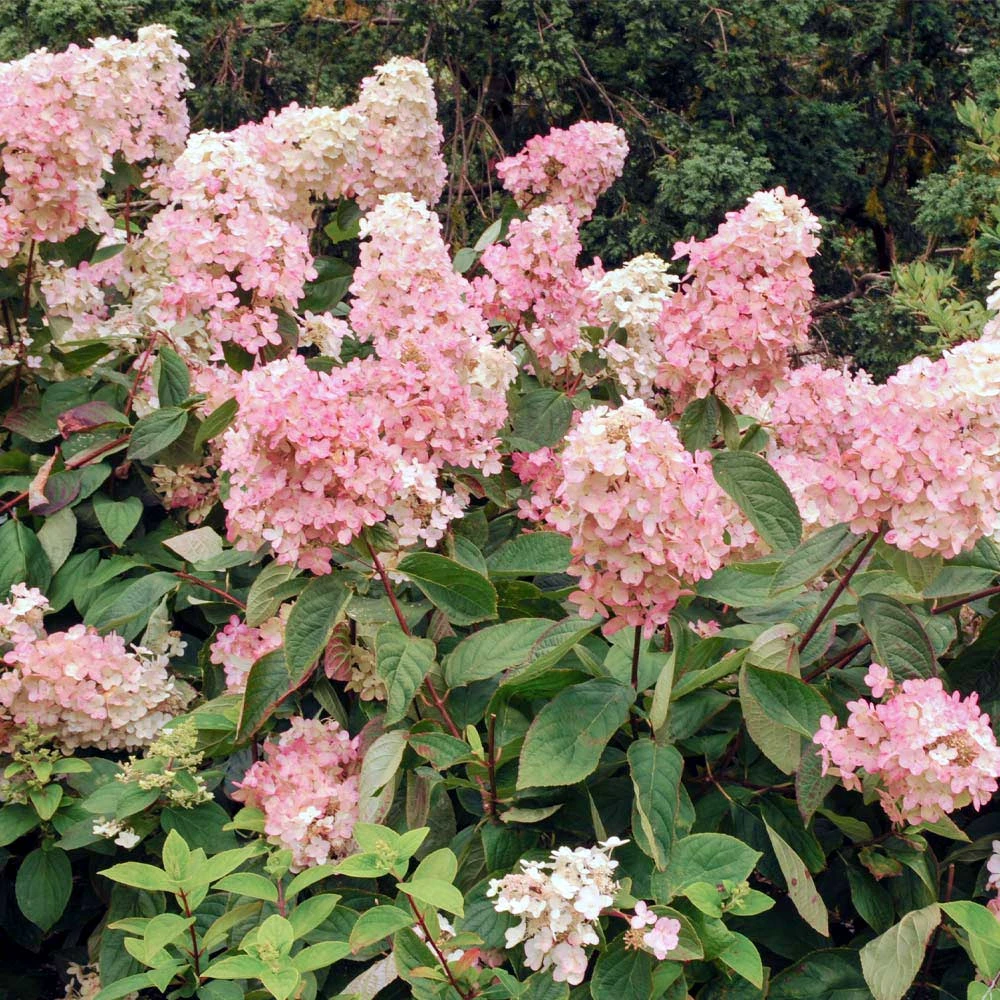 Vanilla Strawberry™ Hydrangea Shrub - Image 4