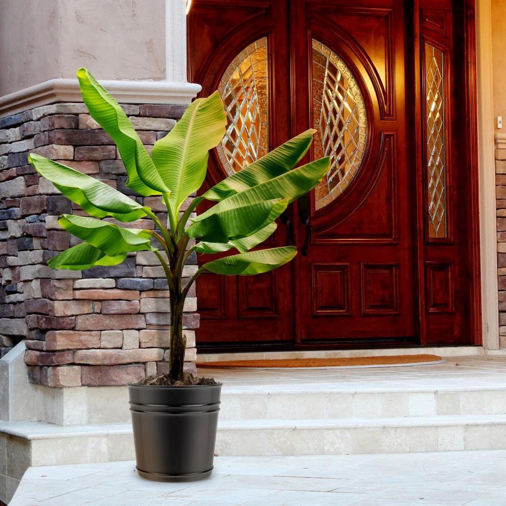 Veranda Banana Tree - Image 2