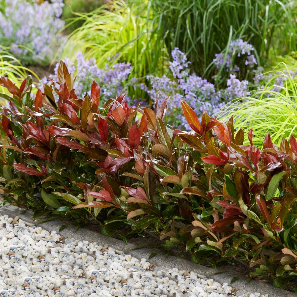 Coppertop® Sweet Viburnum Shrub - Image 2