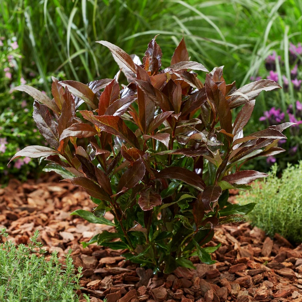 Coppertop® Sweet Viburnum Shrub - Image 3