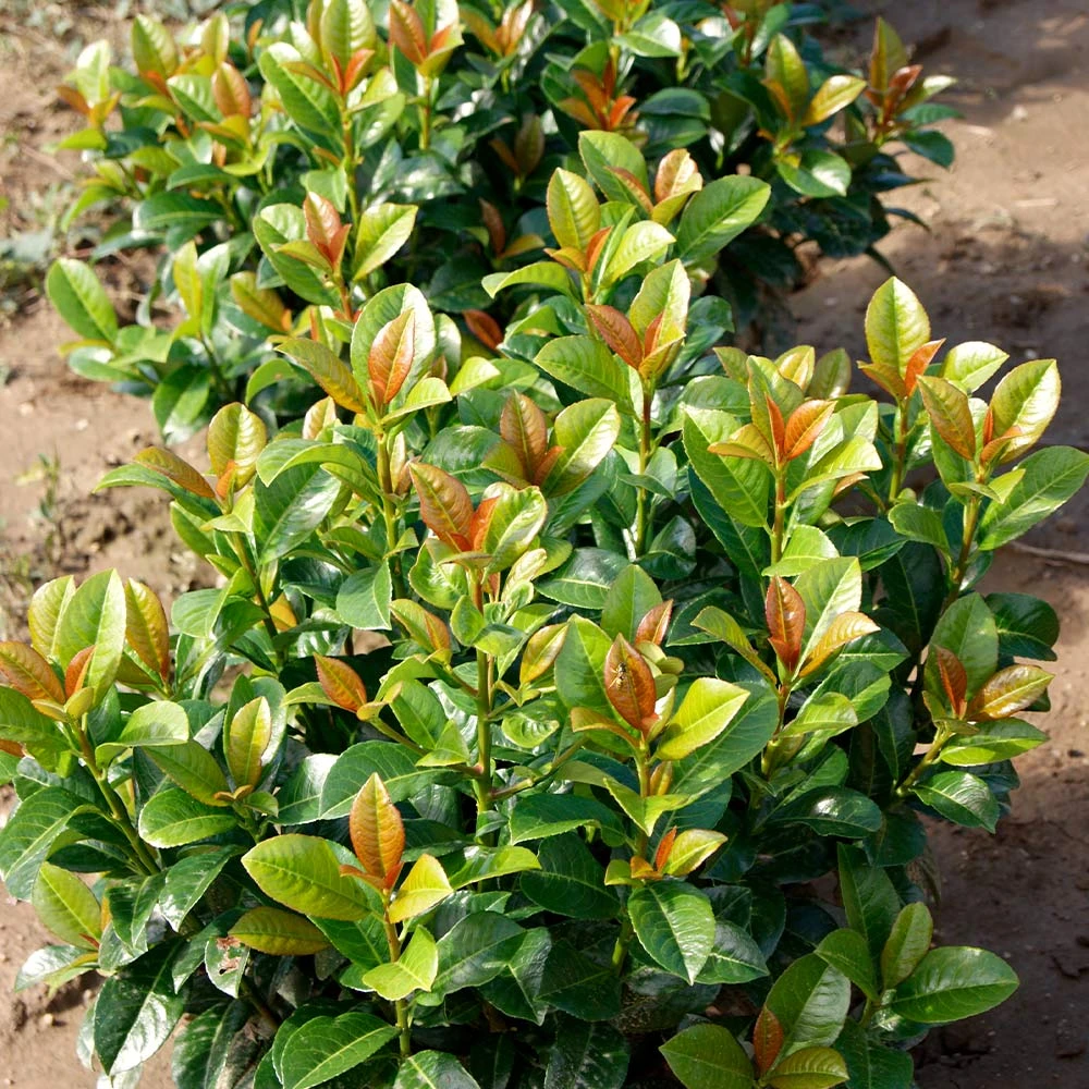 Volcano Cherry Laurel - Image 4