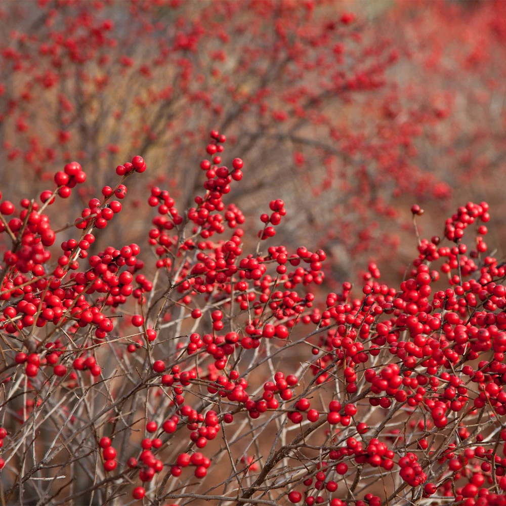 Winter Red Winterberry Holly Shrub - Image 4