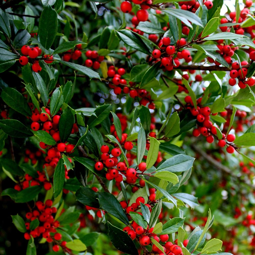 Winter Red Winterberry Holly Shrub - Image 3