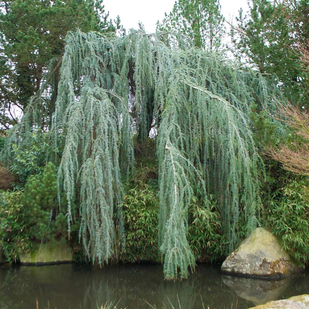 Weeping Blue Atlas Cedar Tree - Image 4