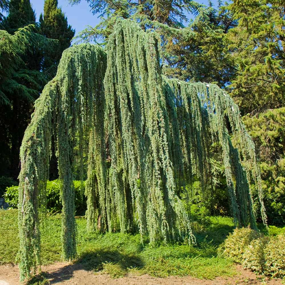 Weeping Blue Atlas Cedar Tree - Image 2