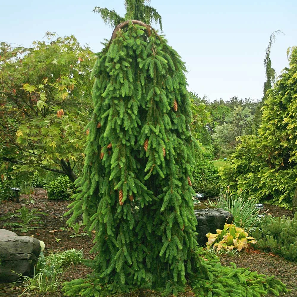 Weeping Norway Spruce Tree - Image 2