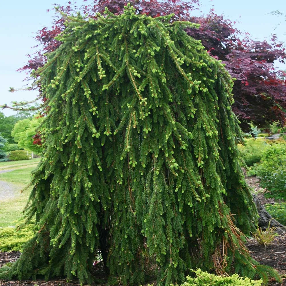 Weeping Norway Spruce Tree - Image 3