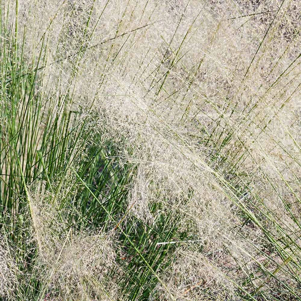 White Cloud Muhly Grass - Image 4