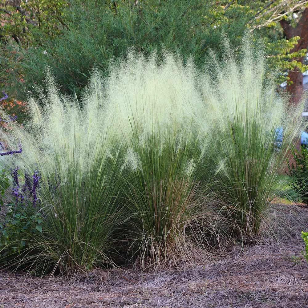 White Cloud Muhly Grass - Image 3