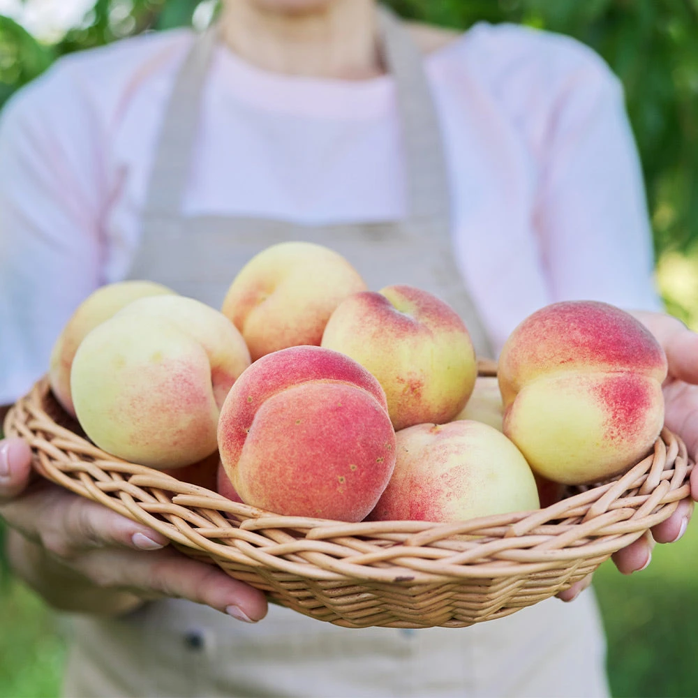 White Lady Peach Tree - Image 2