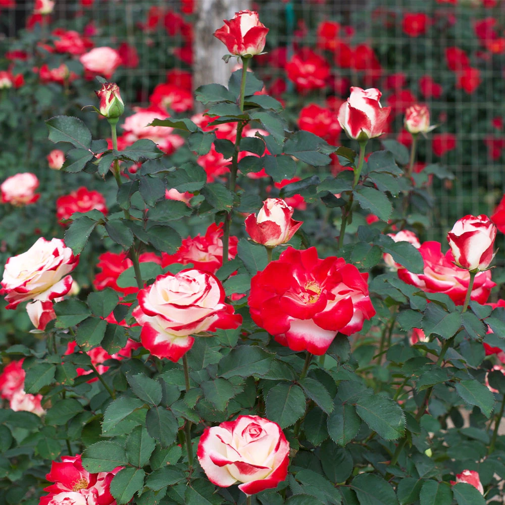 White Lies™ Rose Shrub - Image 2