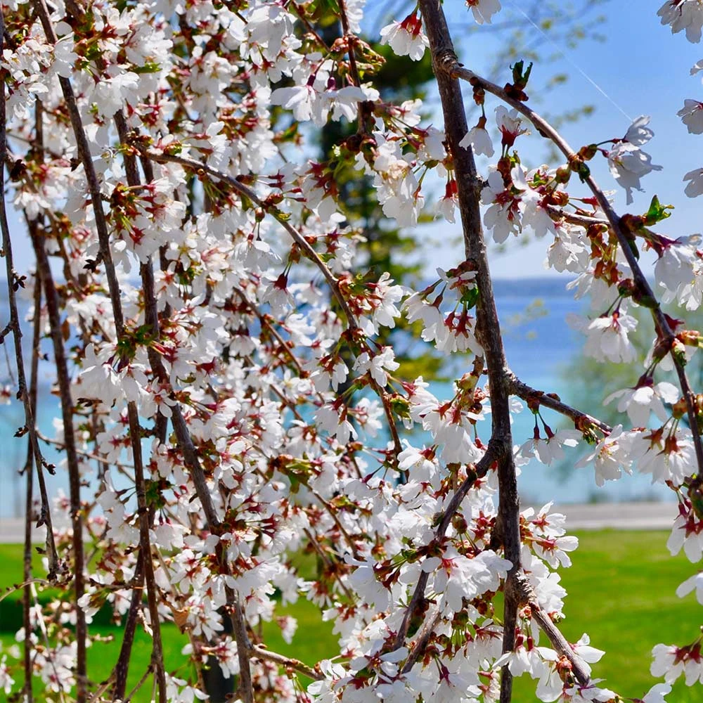 White Weeping Cherry Tree - Image 3